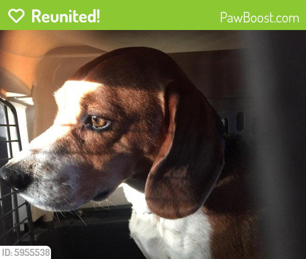 Reunited Male Dog in Spring Branch, TX 78070 (ID 5955538) PawBoost