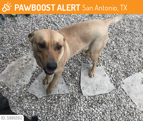 Found/Stray Male Dog in San Antonio, TX 78212 (ID 5991202) PawBoost