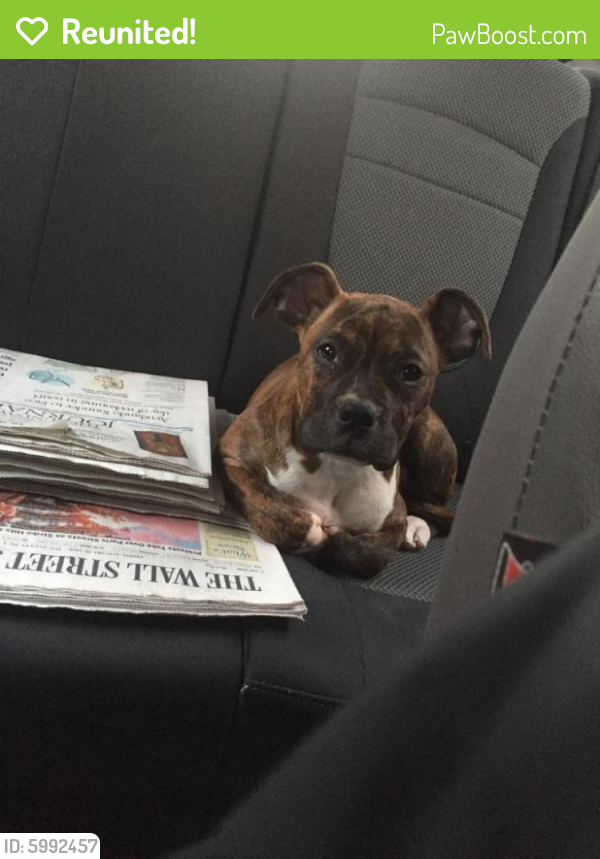 Reunited Dog in Rio Rancho, NM 87124 (ID 5992457) PawBoost