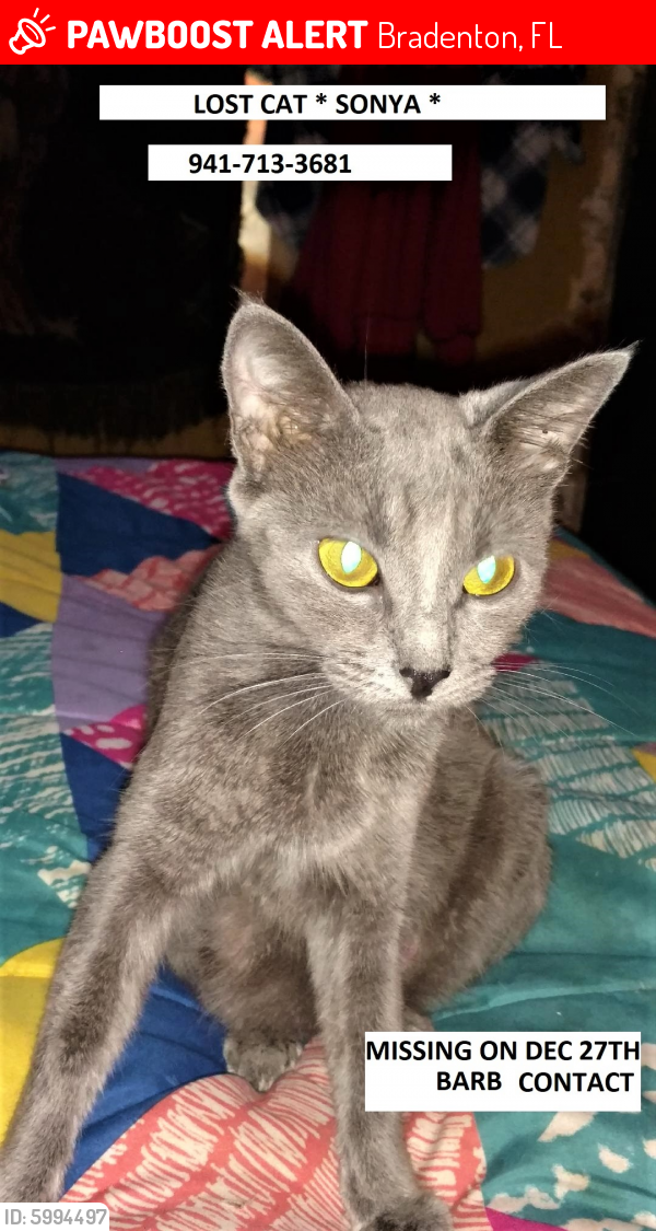 Lost Female Cat  in Bradenton  FL  34207 Named Sonya ID 