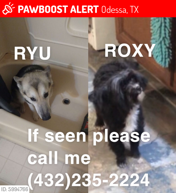 Lost Female Dog in Odessa, TX 79766 Named Roxy And Ryu (ID ...