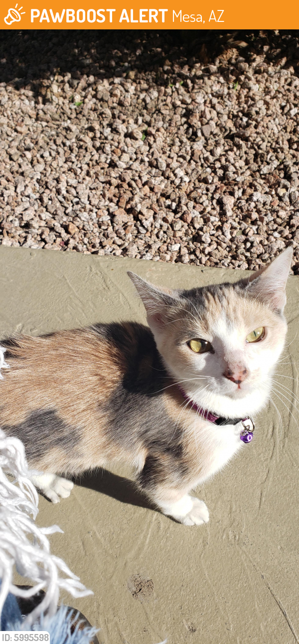 Found Stray Female Cat In Mesa Az 85202 Id 5995598 Pawboost