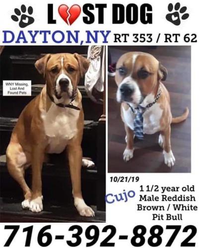 wny lost & found pets