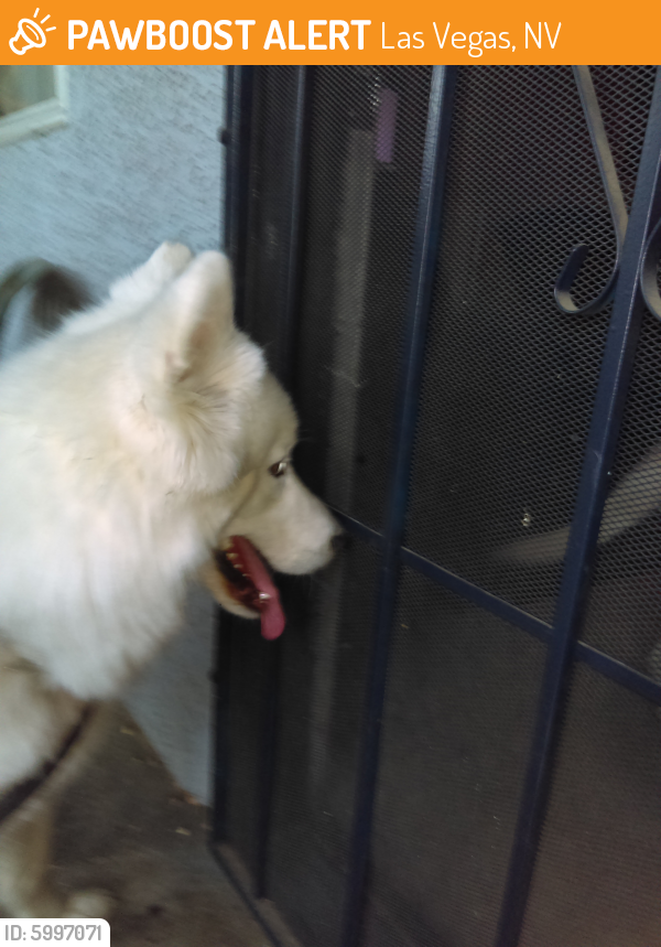 Surrendered Female Dog in Las Vegas, NV 89108 (ID: 5997071 ...