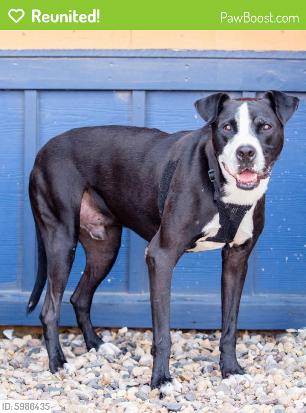 Reunited Male Dog in Odessa, TX 79761 (ID: 5986435) | PawBoost