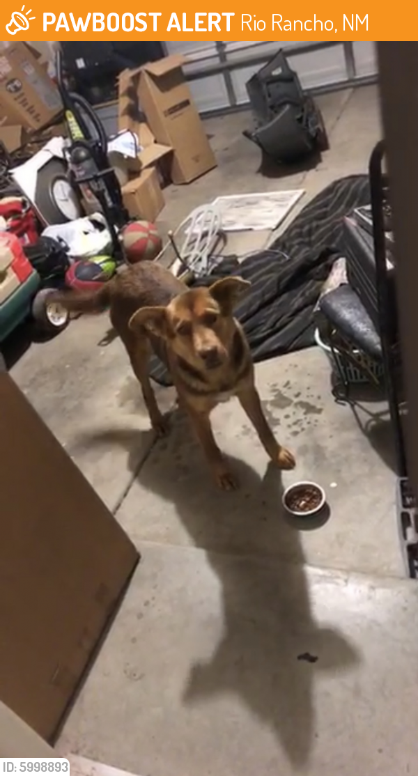 Rehomed Female Dog in Rio Rancho, NM 87124 (ID 5998893) PawBoost