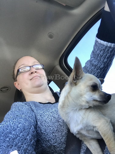 Lost Found Dogs Cats And Pets In Albuquerque Nm 87105 Page