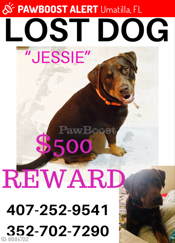 Lost Female Dog in Umatilla, FL 32784 Named Jessie (ID 6004722) PawBoost