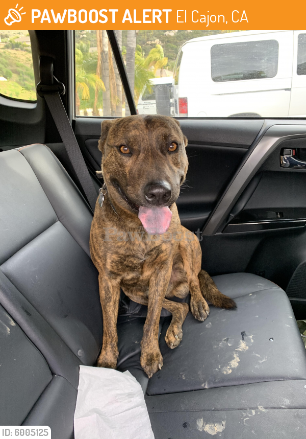 Surrendered Male Dog in El Cajon, CA 92021 (ID: 6005125) | PawBoost