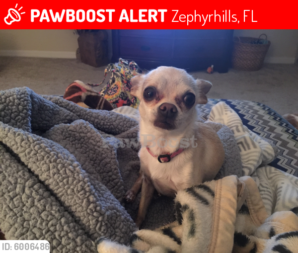 Lost Female Dog in Zephyrhills, FL 33542 Named Shya (ID 6006486