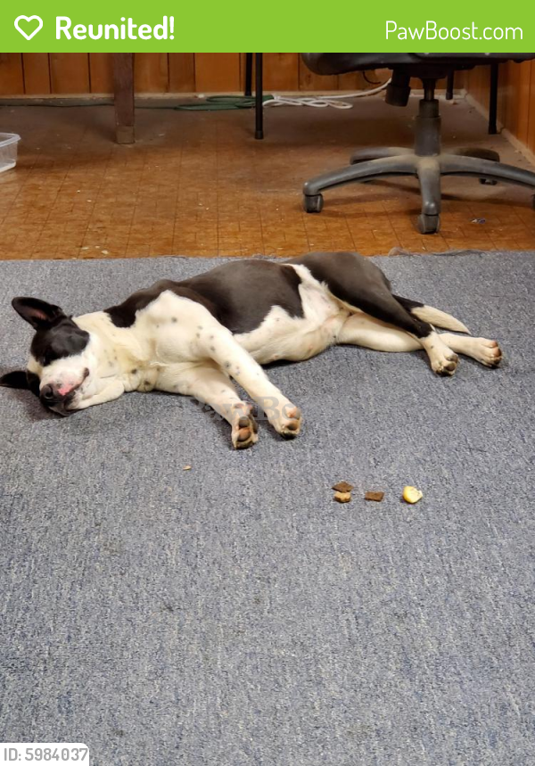 Reunited Female Dog in Gastonia, NC 28054 (ID 5984037) PawBoost