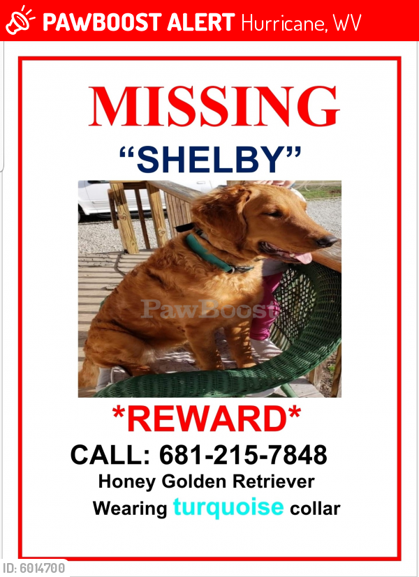 Lost Female Dog in Hurricane, WV 25526 Named Shellby (ID 6014700