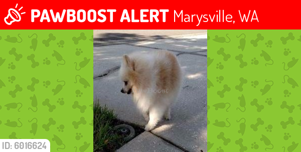 Lost Male Dog in Marysville, WA 98270 Named Champ (ID: 6016624) | PawBoost