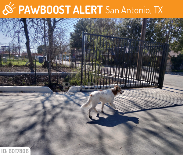 Found/Stray Male Dog in San Antonio, TX 78228 (ID 6017806) PawBoost