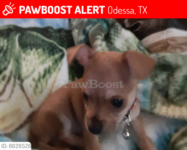 Lost Female Dog in Odessa, TX 79761 Named Roxy (ID ...