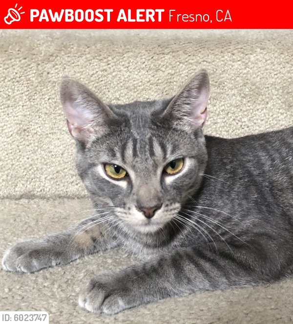 Lost Male Cat in Fresno, CA 93720 Named Nermal (ID 6023747) PawBoost