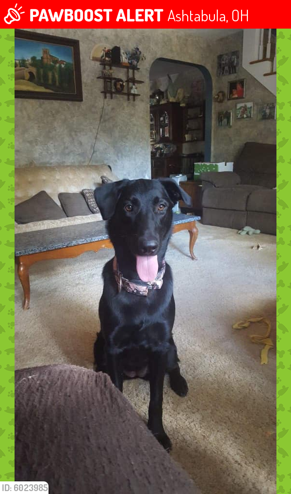 Lost Female Dog in Ashtabula, OH 44004 Named Sadie (ID 6023985) PawBoost