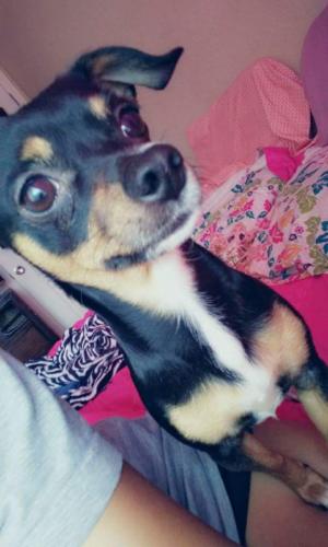 Lost Found Dogs Cats And Pets In Pueblo Co 81007 Page 1