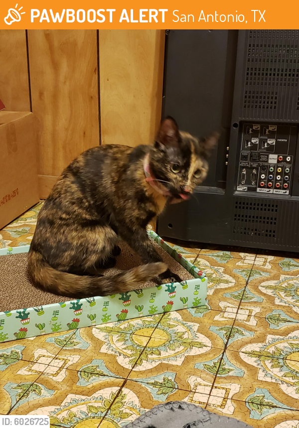 Found/Stray Cat in San Antonio, TX 78237 (ID 6026725) PawBoost