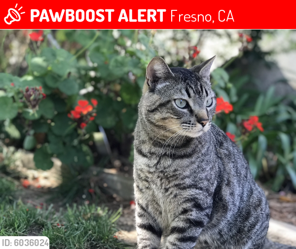 Lost Male Cat in Fresno, CA 93711 Named Pepper (ID 6036024) PawBoost