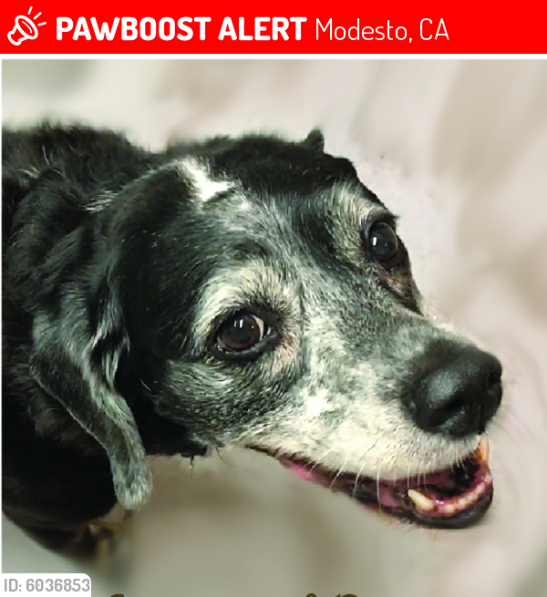 Lost Female Dog in Modesto, CA 95355 Named Arlus (ID ...