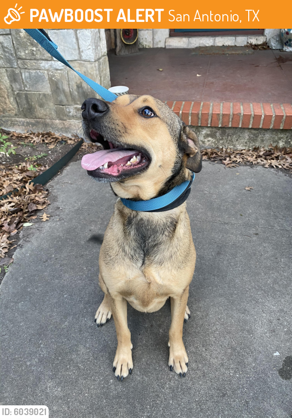 Found/Stray Male Dog in San Antonio, TX 78205 (ID 6039021) PawBoost