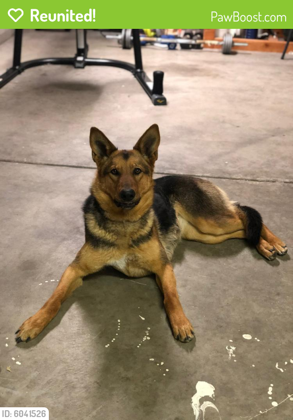 Reunited Female Dog in Rio Rancho, NM 87124 (ID 6041526) PawBoost