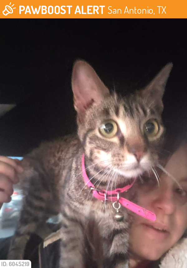 Rehomed Female Cat in San Antonio, TX 78228 (ID 6045219) PawBoost