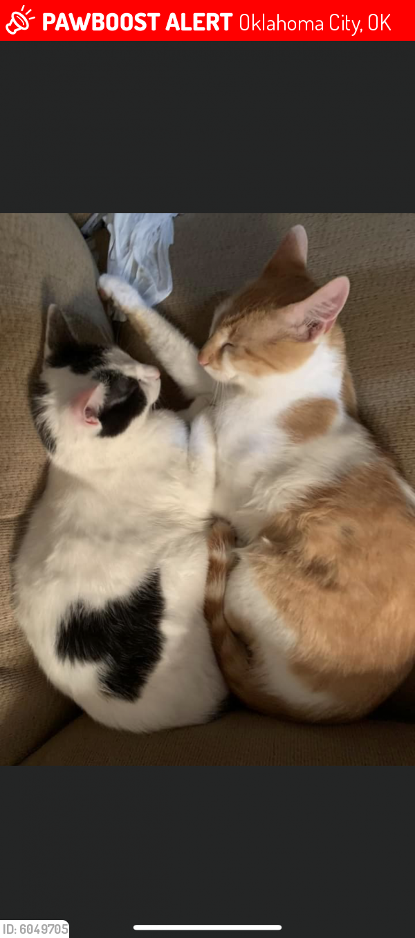 Lost Male Cat in Oklahoma City, OK 73135 Named Orangey (ID 6049705
