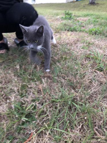 spring hill lost and found