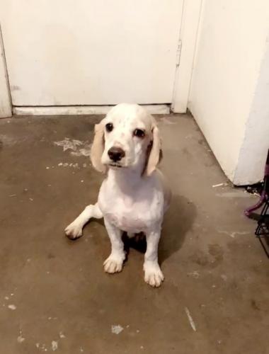 Lost Male Dog last seen Clara st & Eastern Ave, Cudahy, CA 90201