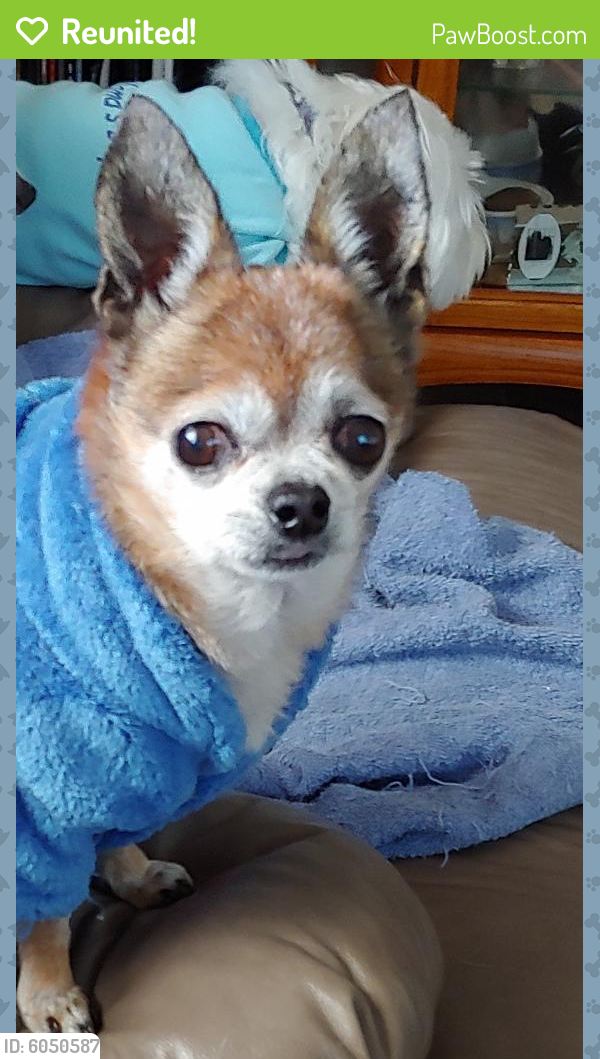 Reunited Dog in Killeen, TX 76543 (ID 6050587) PawBoost