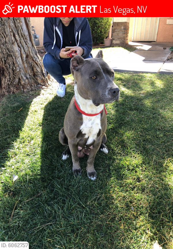 Lost Female Dog in Las Vegas, NV 89101 Named Unknown (ID: 6062757