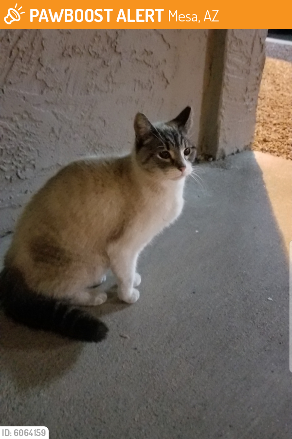 Found/Stray Female Cat in Mesa, AZ 85210 (ID: 6064159 ...