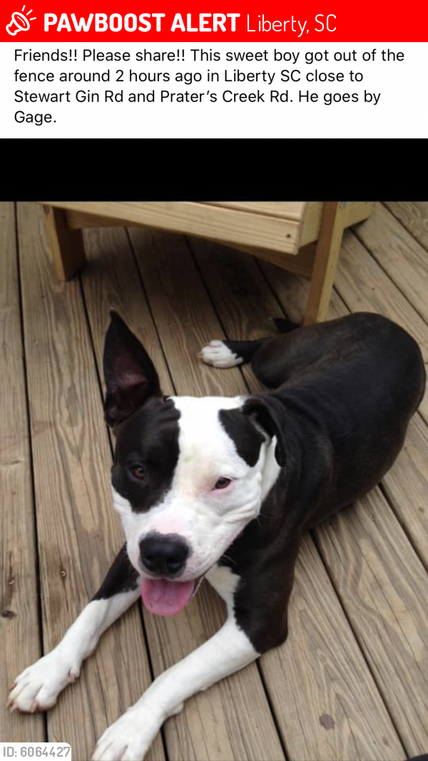 Lost Male Dog in Liberty, SC 29657 Named Gauge (ID: 6064427) | PawBoost