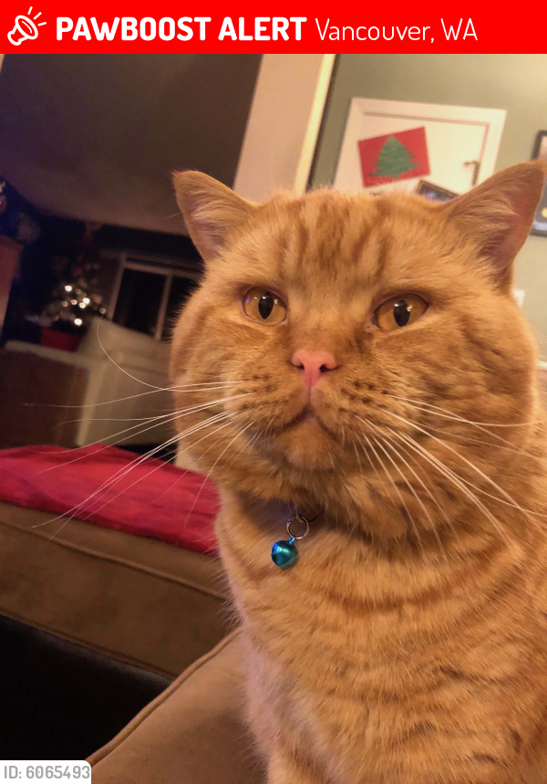 Lost Male Cat in Vancouver, WA 98685 Named Elvis (ID 6065493) PawBoost