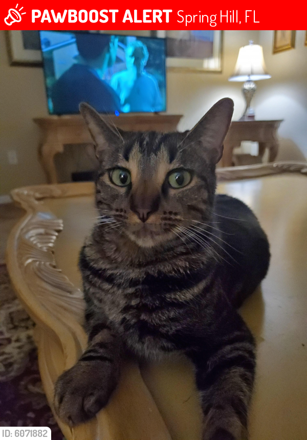 spring hill lost and found