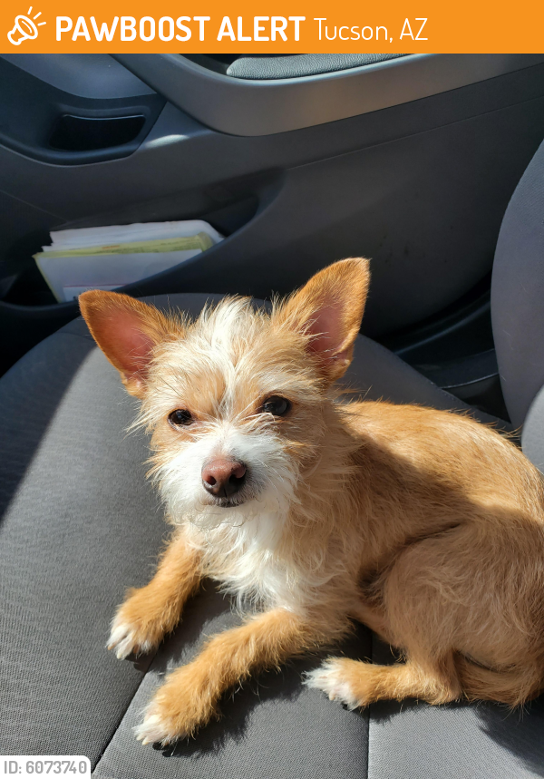 Found/Stray Female Dog in Tucson, AZ 85715 (ID: 6073740) | PawBoost