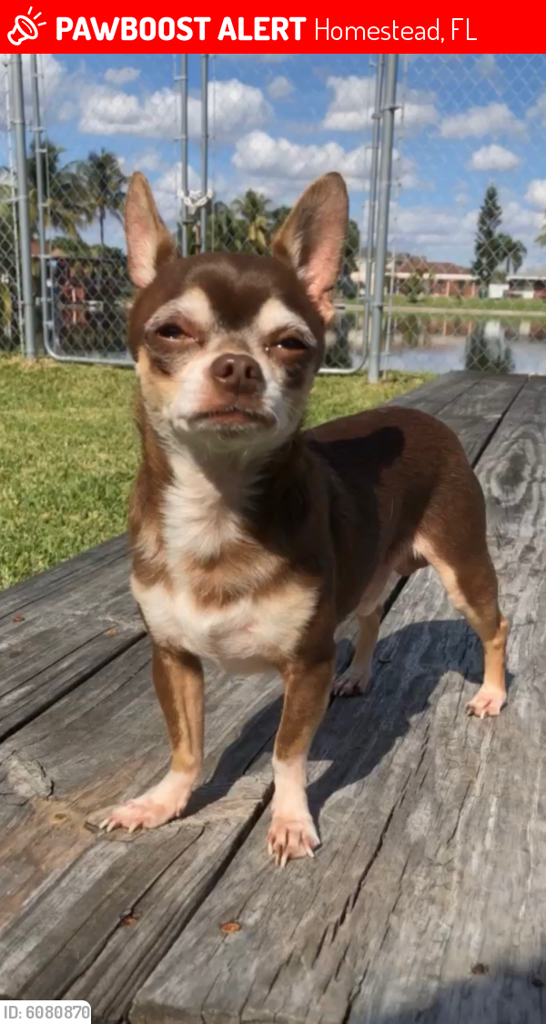 Lost Male Dog in Homestead, FL 33030 Named Tank (ID