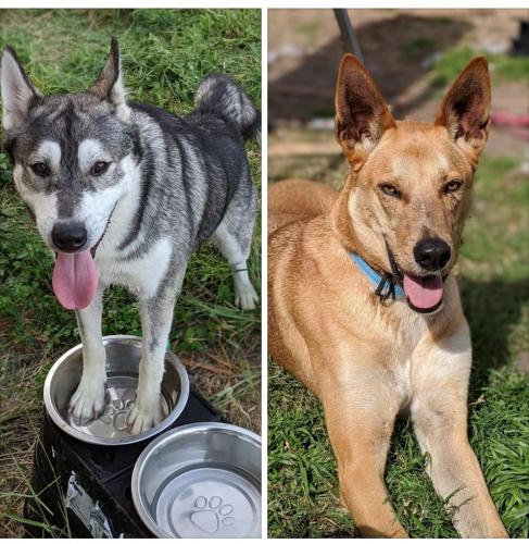 Lost & Found Dogs, Cats, and Pets in Corpus Christi, TX ...