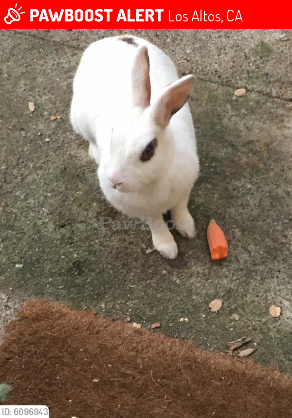 Lost Rabbit in Los Altos, CA 94022 Named Bradly (ID 6096943) PawBoost