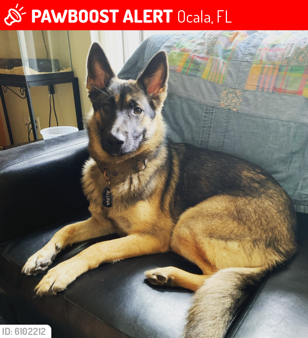 Lost Female Dog in Ocala, FL 34476 Named Aluna (ID ...