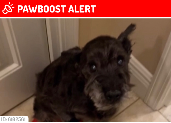 Lost Male Dog in Fort Walton Beach, FL 32549 Named Buddy (ID: 6102561