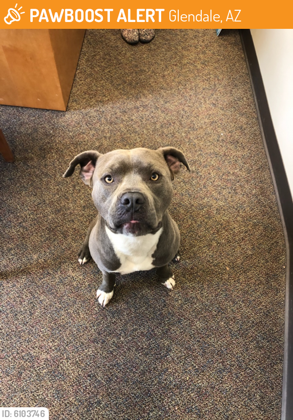 Rehomed Male Dog in Glendale, AZ 85307 (ID 6103746) PawBoost