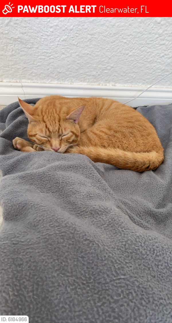 Lost Male Cat in Clearwater, FL 33755 Named Nilla (ID: 6104966) | PawBoost