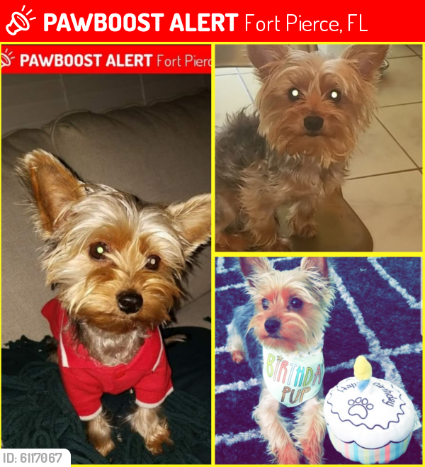 Lost Male Dog in Fort Pierce, FL 34982 Named Chapo (ID: 6117067) | PawBoost