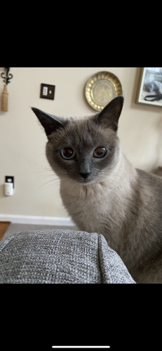 mat su lost and found pets