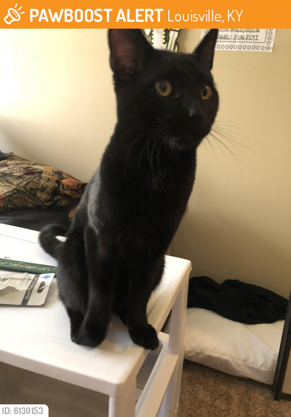 Found/Stray Male Cat in Louisville, KY 40220 (ID: 6130153 ...