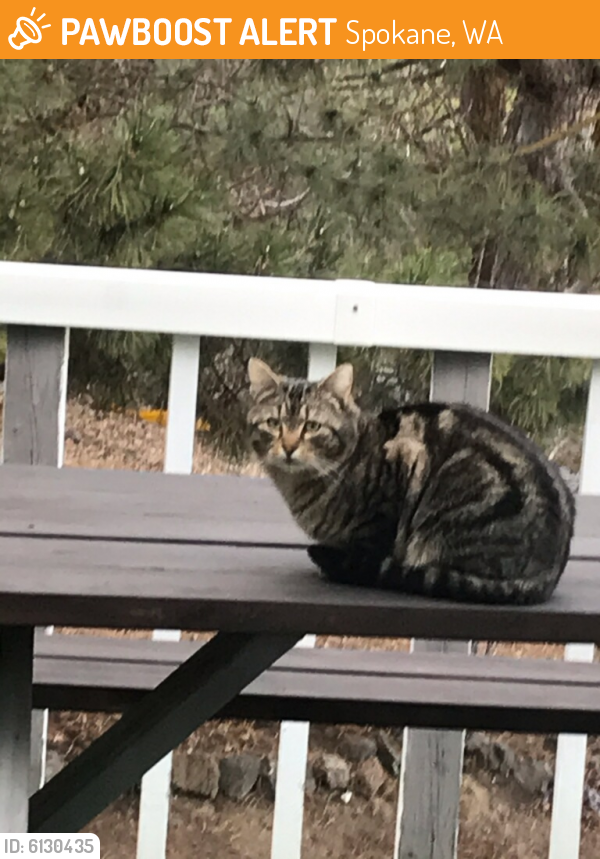 Found/Stray Cat in Spokane, WA 99204 (ID 6130435) PawBoost