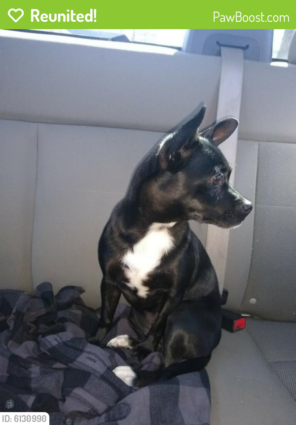Reunited Female Dog in Las Vegas, NV 89102 (ID 6130990) PawBoost